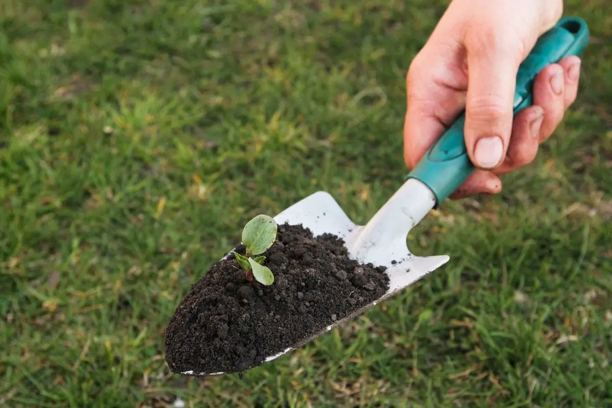 Trowel Trowel : The Ultimate Guide to Using a Trowel in Your Garden