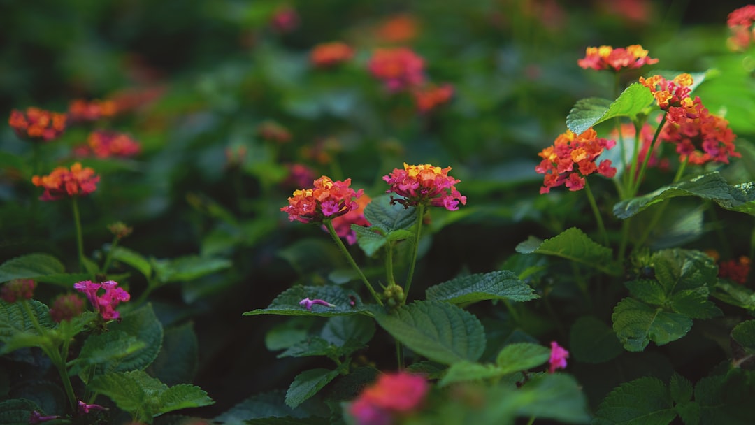 Photo lush greenery