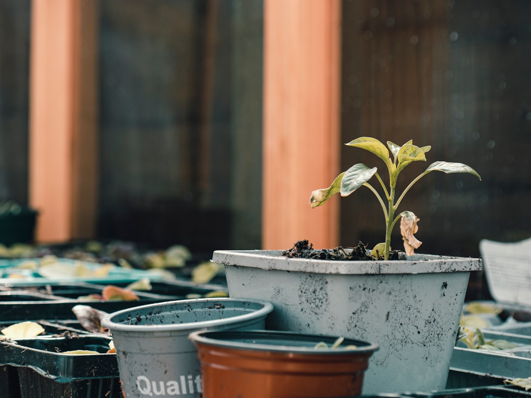 Photo Greenhouse, Seedlings