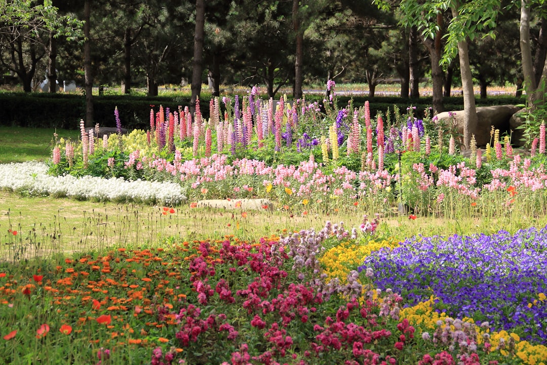 Photo Flower garden