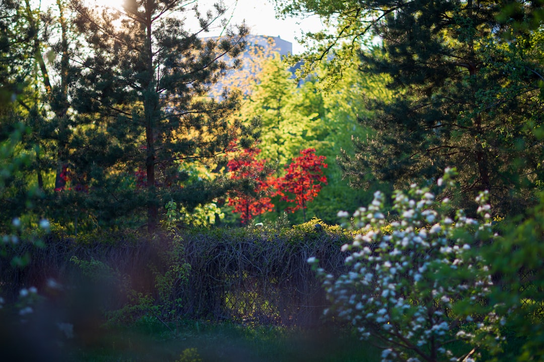 Photo lush greenery