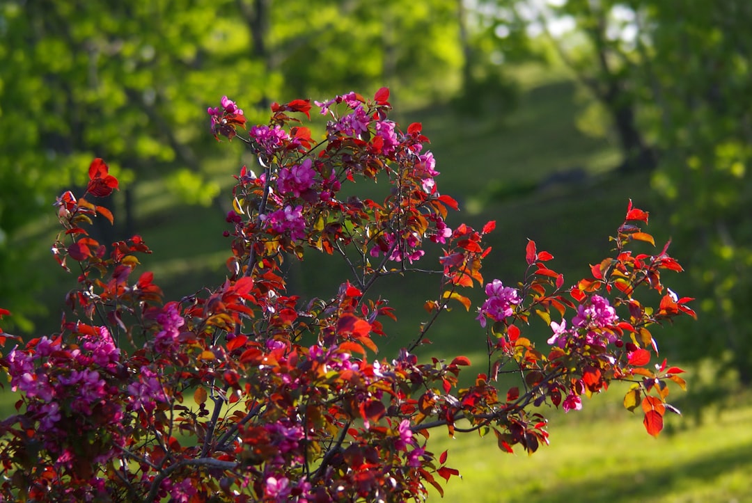 Photo Garden border