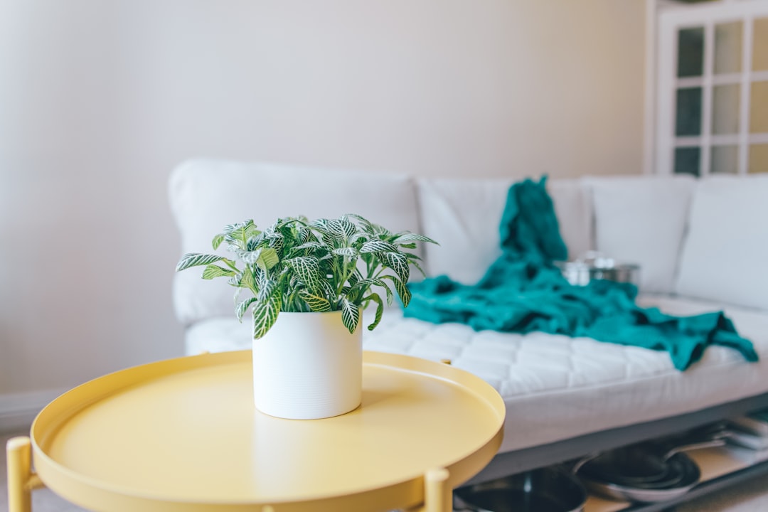 Photo Greenery, Potted plants