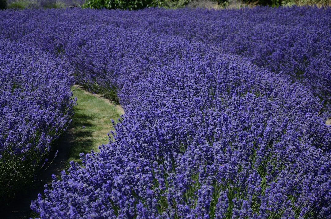 Photo Blooming lavender