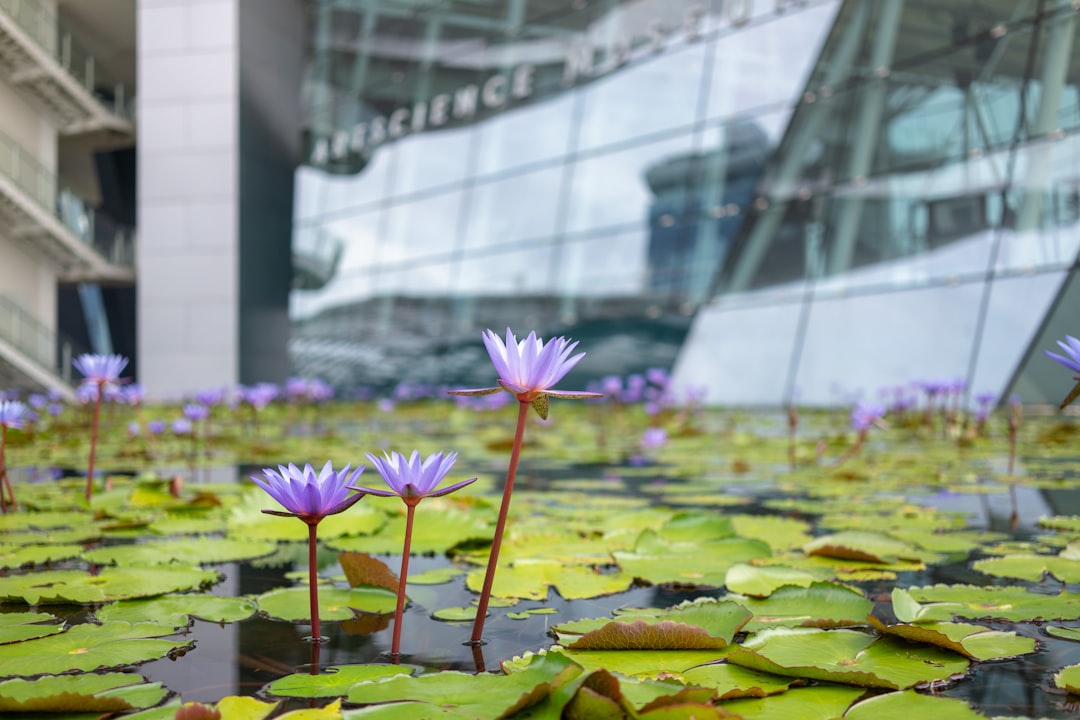 Photo Water lilies