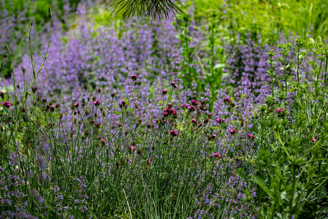 Photo Colorful meadow