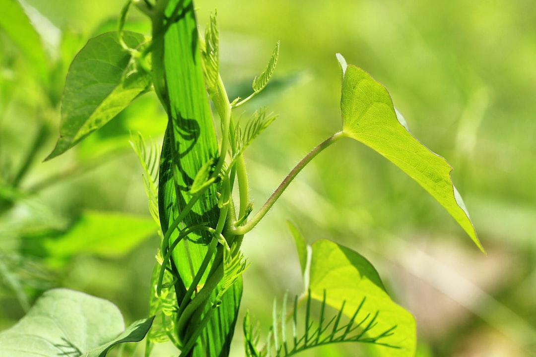 Photo Green foliage