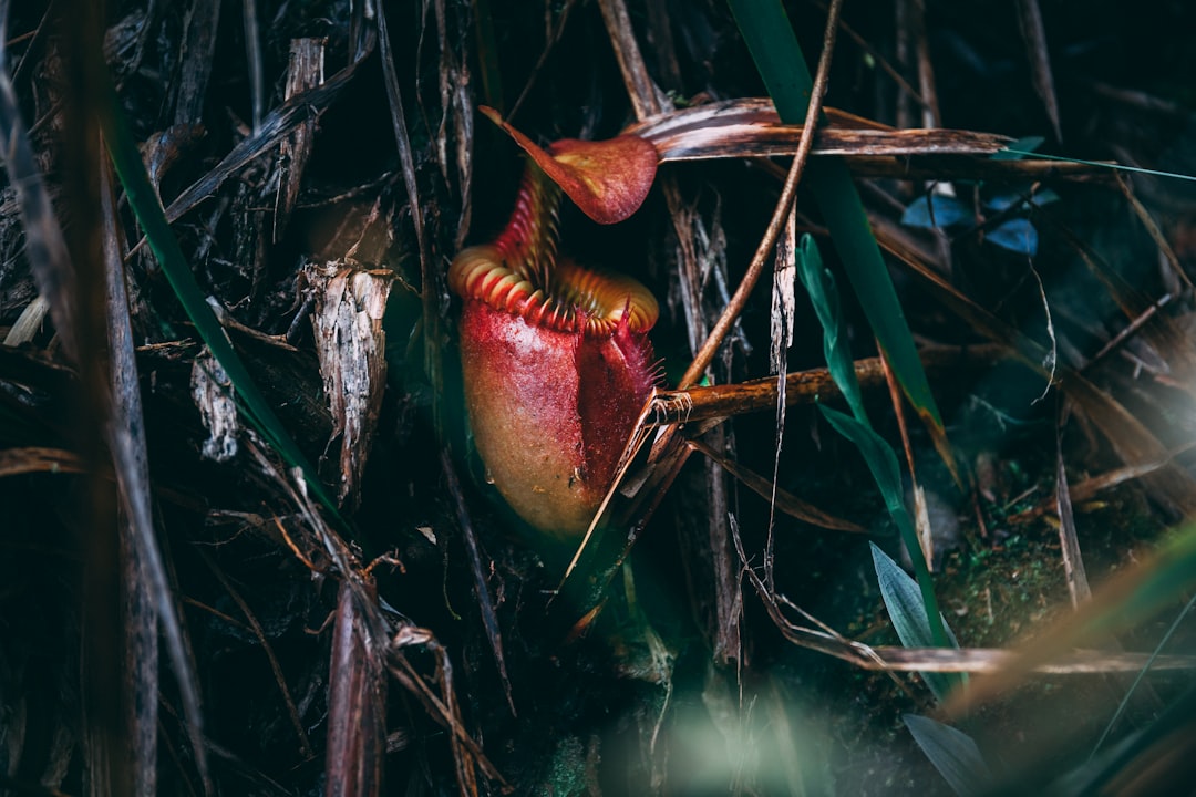 Photo Pitcher plant